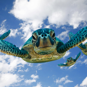 The Flying Turtles